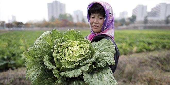 Poljoprivreda Severna Koreja